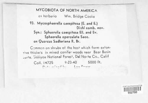 Mycosphaerella caespitosa image
